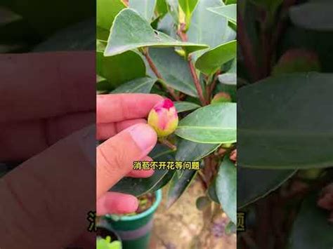 茶花擋煞|沒有禁忌 